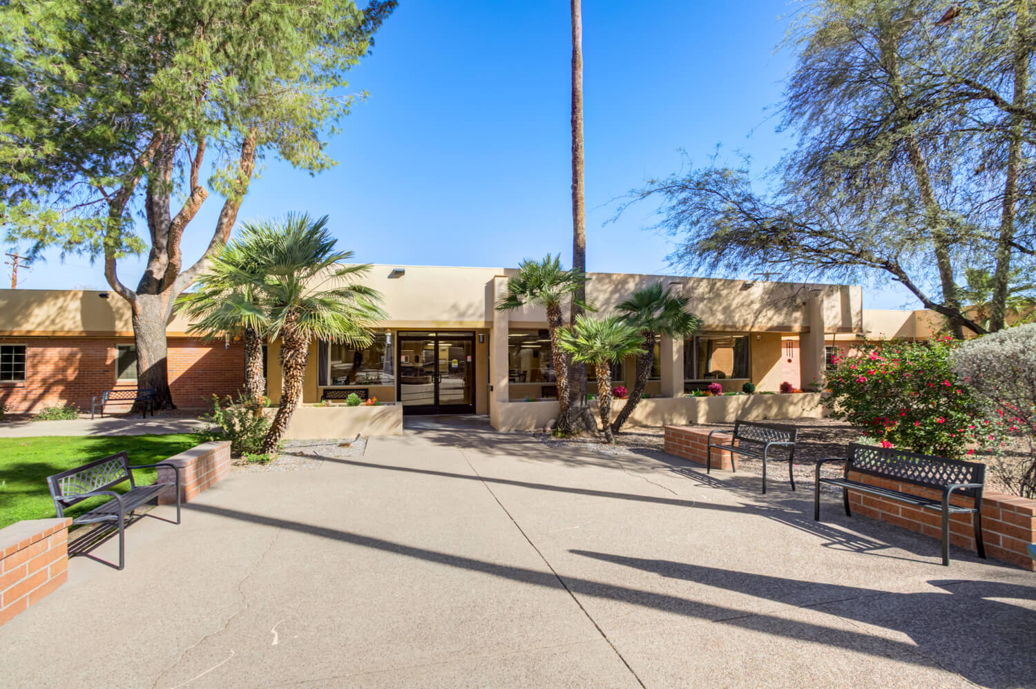 Woodland Palms in Tucson